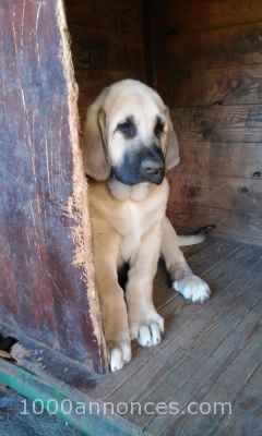 Chiens